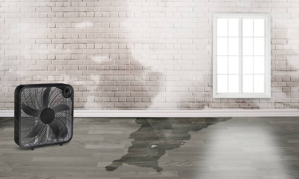 Best Water damage restoration cost  in Zwolle, LA